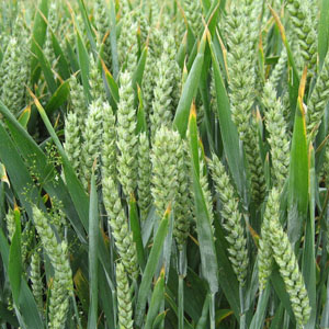 小麦增收